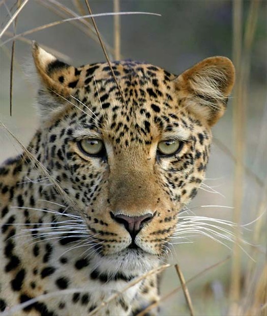 5金錢豹 去字.jpg