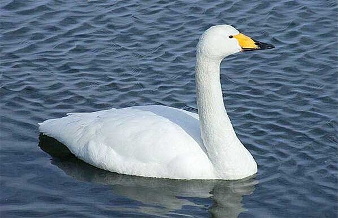 天鵝.jpg